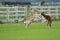 Borzoi Russian Wolfhound playing in the field