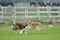 Borzoi Russian Wolfhound playing in the field