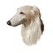 Borzoi, Russian wolfhound, Russian Hunting Sighthound dog digital art illustration isolated on white background. Russian origin