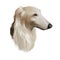 Borzoi, Russian wolfhound, Russian Hunting Sighthound dog  illustration isolated on white background. Russian origin hunting dog.