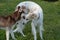 Borzoi russian wolfhound and siberian husky.