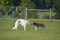 Borzoi russian wolfhound and siberian husky.