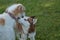 Borzoi russian wolfhound and siberian husky.