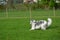 Borzoi Russian Wolfhounds at the park.