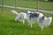 Borzoi Russian Wolfhounds at the park.