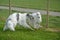 Borzoi Russian Wolfhounds at the park.