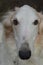 Borzoi`s face