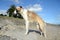 Borzoi side view