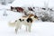 Borzois, Russian sight-hounds in snowy winter