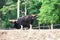 Bos gaurus (Gaur, Indian Bison)