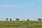 Bos indicus cattle on a ridge