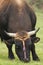 Bos taurus bull grazing in a meadow looking menacingly at the camera