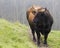 Bos taurus bull in a meadow facing sideways, copy space