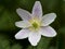 Bosanemoon, Wood anemone, Anemone nemorosa