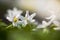 Bosanemoon, Wood anemone, Anemone nemorosa