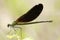 Bosbeekjuffer, Beautiful Demoiselle, Calopteryx virgo