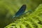 Bosbeekjuffer, Beautiful Demoiselle, Calopteryx virgo