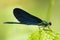 Bosbeekjuffer, Beautiful Demoiselle, Calopteryx virgo festiva