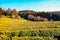 Boseong green tea field in Korea