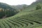 Boseong green tea plantation