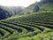 Boseong green tea plantation, South Korea