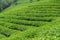 Boseong Tea Fields