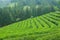 Boseong Tea Fields