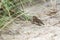 Bosgors, Rustic Bunting, Emberiza rustica