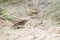 Bosgors, Rustic Bunting, Emberiza rustica