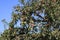 Boskop apple, in large quantity, hanging from tree, shortly before harvesting