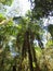 Boskruinen / Canopy, Rio Blanco, Colombia