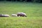 Bosnia Herzegovina, Image of sheep herd grazing in the meadow