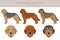 Bosnian broken-haired Hound clipart. Different coat colors and poses set