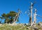 Bosnian pines on top of Serra di Crispo mountain Garden of Gods, Pollino National Park, southern Apennine Mountains, Italy