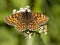 Bosparelmoervlinder, Heath Fritillary, Melitaea athalia