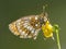 Bosparelmoervlinder, Heath Fritillary, Melitaea athalia