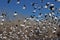 Bosque Del Apache National Wildlife Refuge