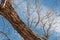 Bosque del Apache New Mexico, detail of deeply furrowed trunk of a cottonwood tree, bare branches