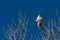 Bosque del Apache New Mexico, Ferruginous Hawk Buteo regalis against a brilliant blue sky, bare winter branches