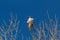 Bosque del Apache New Mexico, Ferruginous Hawk Buteo regalis on a bare cottonwood branch against a deep blue sky