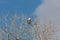 Bosque del Apache New Mexico, Ferruginous Hawk Buteo regalis in top branches of a cottonwood tree, winter