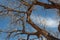 Bosque del Apache New Mexico, heavily textured branches of a cottonwood tree in winter against blue sky with clouds