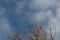 Bosque del Apache New Mexico, red winged blackbirds in bare treetops