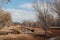 Bosque del Apache New Mexico, reflections of bare trees in irrigation canals, winter landscape