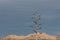 Bosque del Apache New Mexico, White-winged Dove Zenaida asiatica on an agave century plant against a winter mountain ridge