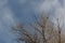 Bosque del Apache New Mexico, winter treetops with blackbirds against blue sky