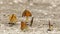 Bosrandparelmoervlinder, High Brown Fritillary