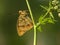 Bosrandparelmoervlinder, High brown Fritillary
