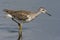 Bosruiter, Wood Sandpiper, Tringa glareola