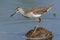 Bosruiter, Wood Sandpiper, Tringa glareola